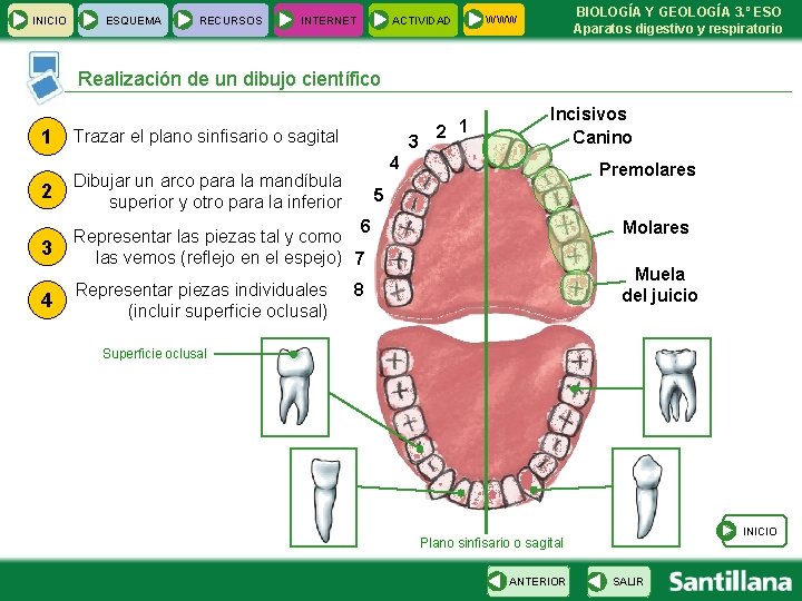 INICIO ESQUEMA RECURSOS INTERNET ACTIVIDAD BIOLOGÍA Y GEOLOGÍA 3. º ESO Aparatos digestivo y