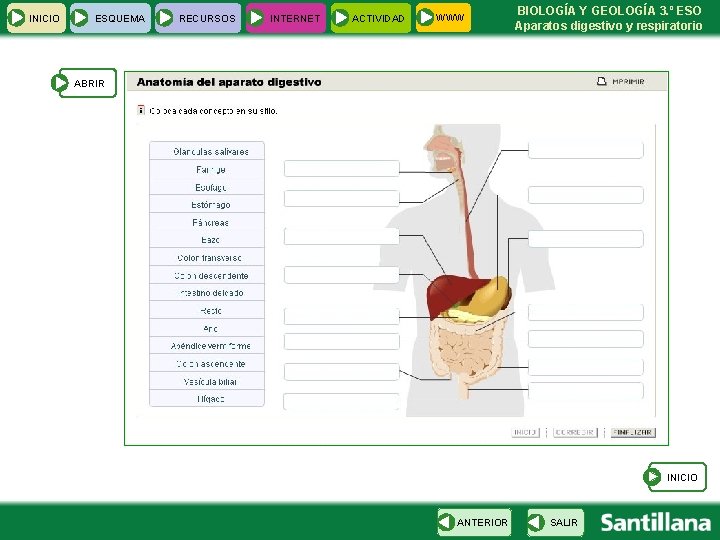 INICIO ESQUEMA RECURSOS INTERNET ACTIVIDAD WWW BIOLOGÍA Y GEOLOGÍA 3. º ESO Aparatos digestivo