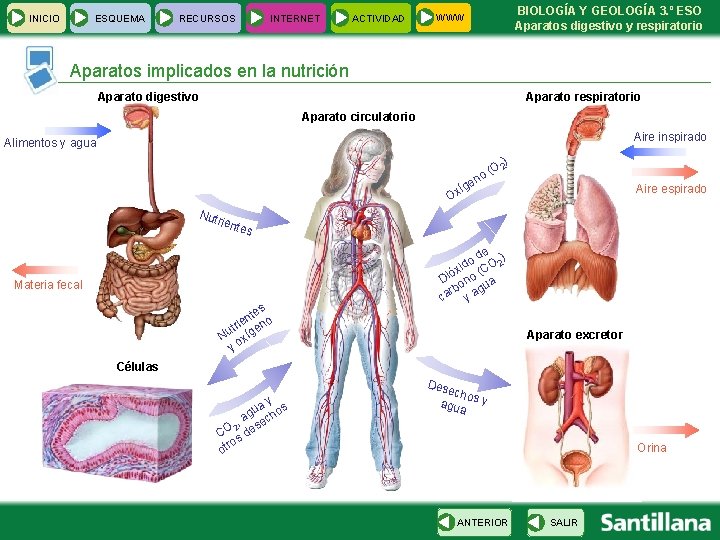 INICIO ESQUEMA RECURSOS INTERNET ACTIVIDAD BIOLOGÍA Y GEOLOGÍA 3. º ESO Aparatos digestivo y