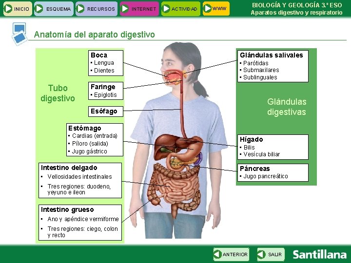 INICIO ESQUEMA RECURSOS INTERNET ACTIVIDAD BIOLOGÍA Y GEOLOGÍA 3. º ESO Aparatos digestivo y