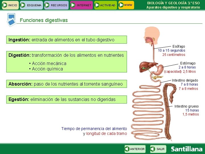 INICIO ESQUEMA RECURSOS INTERNET ACTIVIDAD WWW BIOLOGÍA Y GEOLOGÍA 3. º ESO Aparatos digestivo