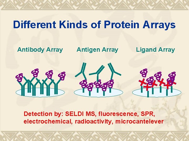 Different Kinds of Protein Arrays Antibody Array Antigen Array Ligand Array Detection by: SELDI