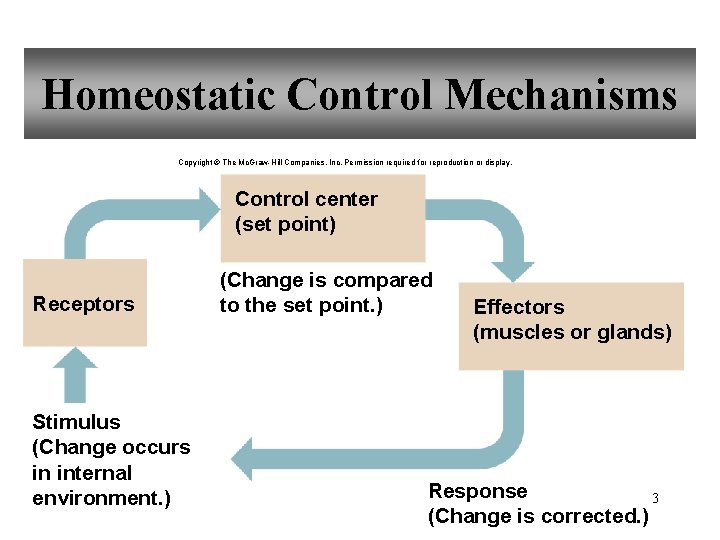 Homeostatic Control Mechanisms Copyright © The Mc. Graw-Hill Companies, Inc. Permission required for reproduction