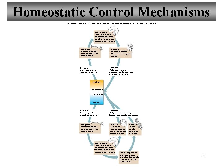 Homeostatic Control Mechanisms Copyright © The Mc. Graw-Hill Companies, Inc. Permission required for reproduction