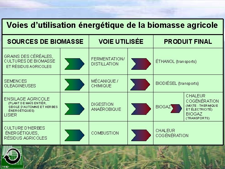 Voies d’utilisation énergétique de la biomasse agricole SOURCES DE BIOMASSE GRAINS DES CÉRÉALES, CULTURES