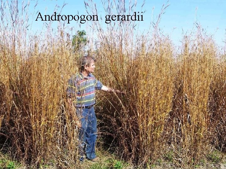 Andropogon gerardii reap- 