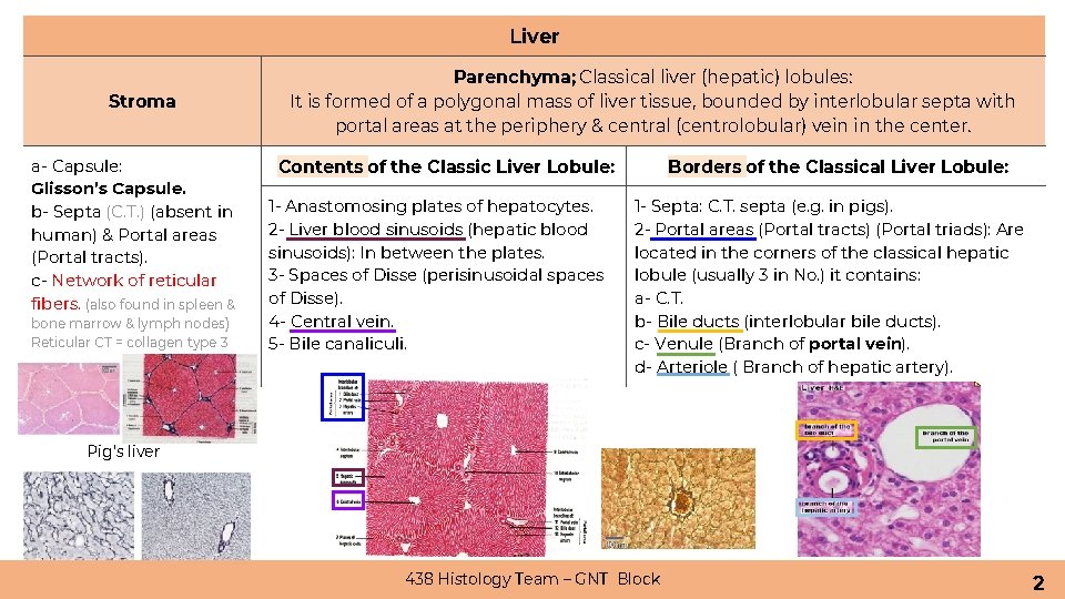 Liver Stroma a- Capsule: Glisson’s Capsule. b- Septa (C. T. ) (absent in human) Liver Stroma a- Capsule: Glisson’s Capsule. b- Septa (C. T. ) (absent in human)