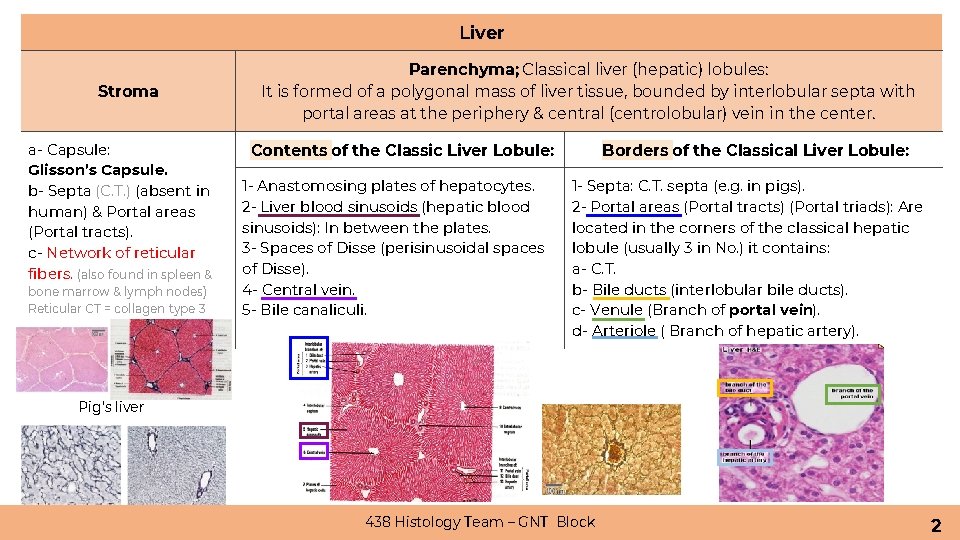 Liver Stroma a- Capsule: Glisson’s Capsule. b- Septa (C. T. ) (absent in human)