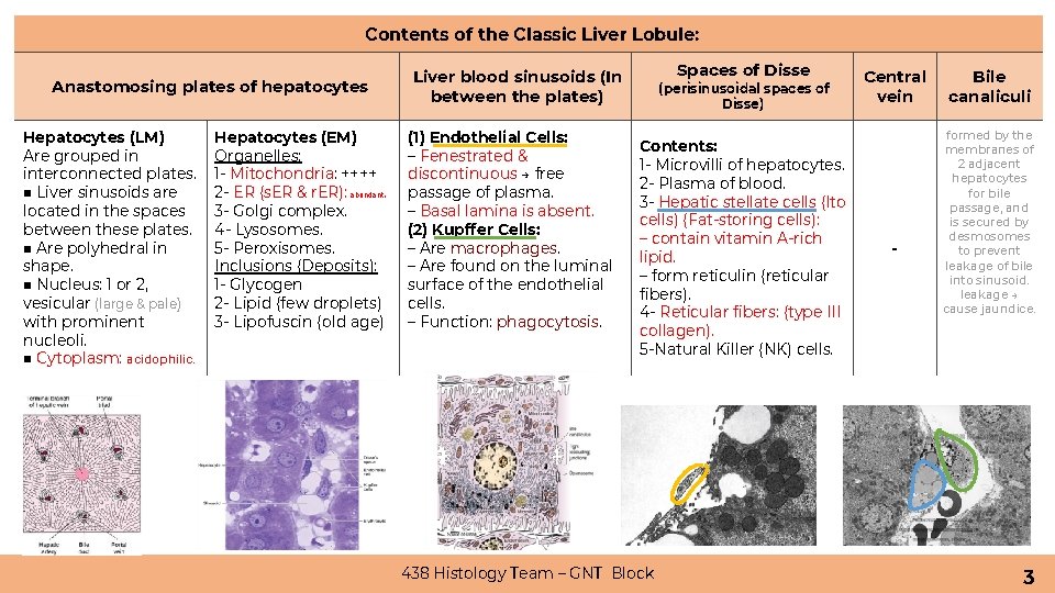 Contents of the Classic Liver Lobule: Anastomosing plates of hepatocytes Hepatocytes (LM) Are grouped