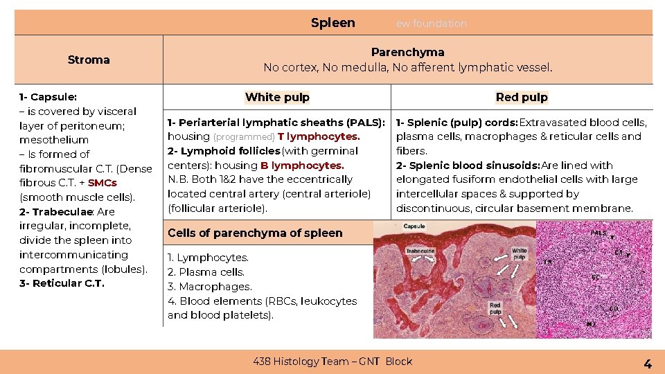 Spleen Stroma 1 - Capsule: – is covered by visceral layer of peritoneum; mesothelium