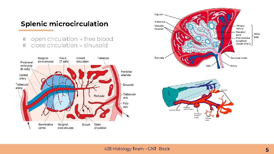 Splenic microcirculation ◧ open circulation → free blood ◧ close circulation → sinusoid 438 Splenic microcirculation ◧ open circulation → free blood ◧ close circulation → sinusoid 438