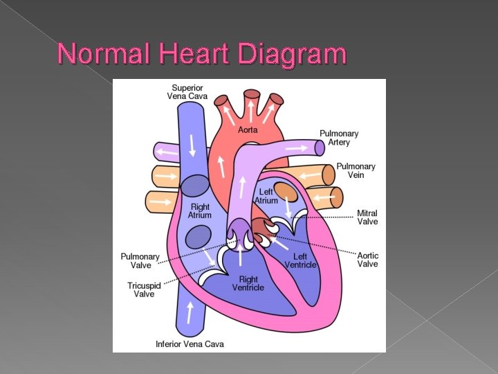 Normal Heart Diagram 