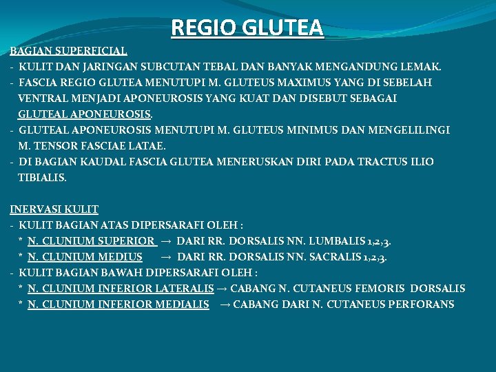 REGIO GLUTEA BAGIAN SUPERFICIAL - KULIT DAN JARINGAN SUBCUTAN TEBAL DAN BANYAK MENGANDUNG LEMAK.