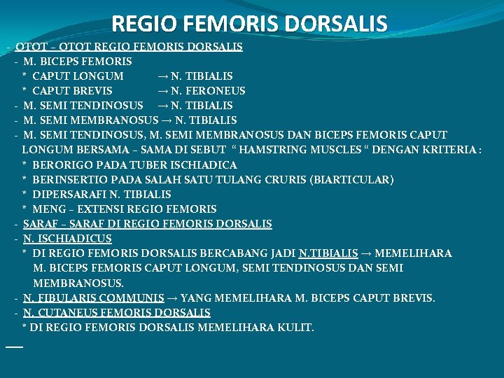 REGIO FEMORIS DORSALIS - OTOT – OTOT REGIO FEMORIS DORSALIS - M. BICEPS FEMORIS
