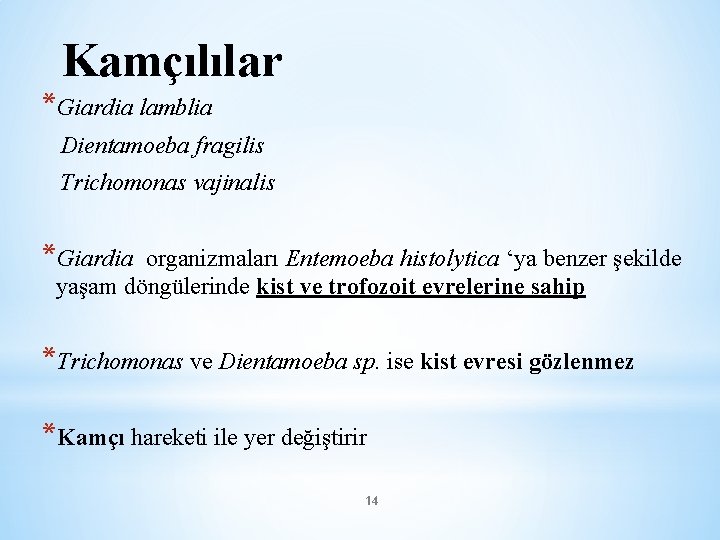 Kamçılılar *Giardia lamblia Dientamoeba fragilis Trichomonas vajinalis *Giardia organizmaları Entemoeba histolytica ‘ya benzer şekilde