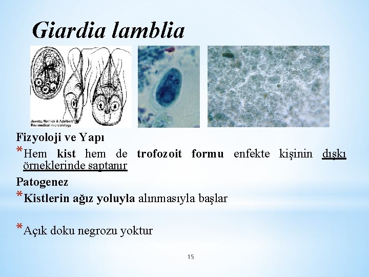 Giardia lamblia Fizyoloji ve Yapı *Hem kist hem de trofozoit formu enfekte kişinin dışkı