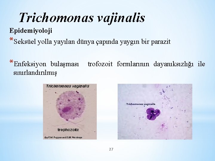 Trichomonas vajinalis Epidemiyoloji *Seksüel yolla yayılan dünya çapında yaygın bir parazit *Enfeksiyon bulaşması sınırlandırılmış