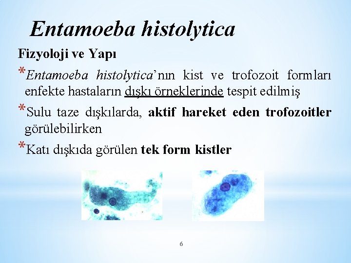 Entamoeba histolytica Fizyoloji ve Yapı *Entamoeba histolytica’nın kist ve trofozoit formları enfekte hastaların dışkı