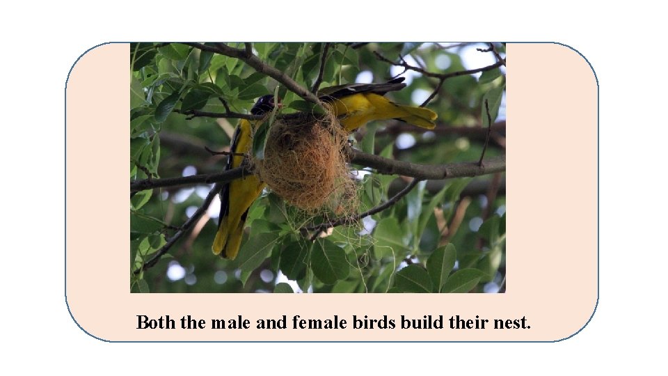 Both the male and female birds build their nest. 