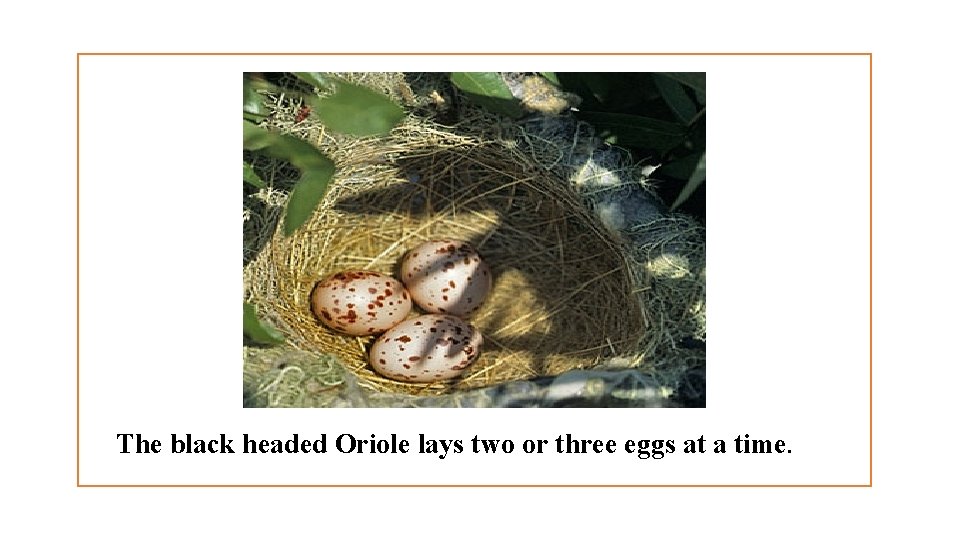 The black headed Oriole lays two or three eggs at a time. 