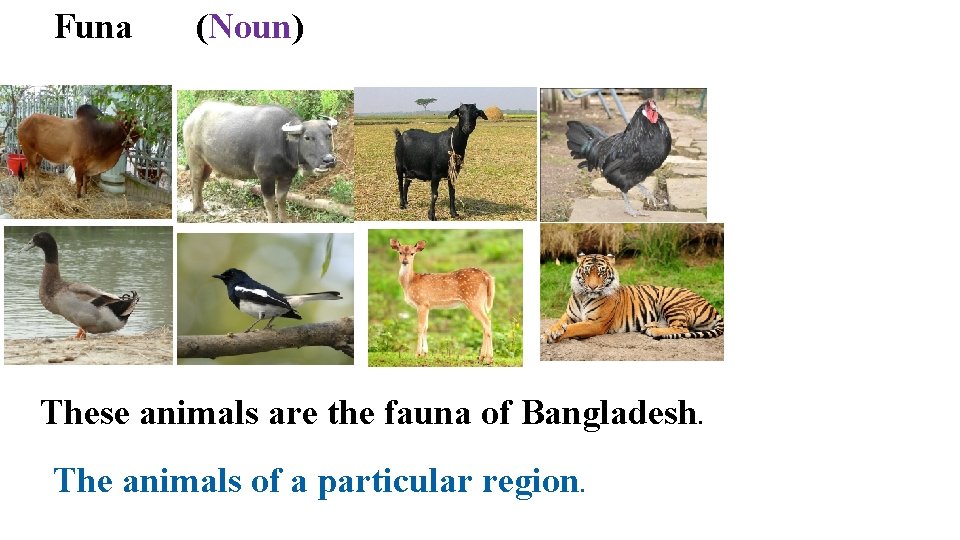 Funa (Noun) These animals are the fauna of Bangladesh. The animals of a particular