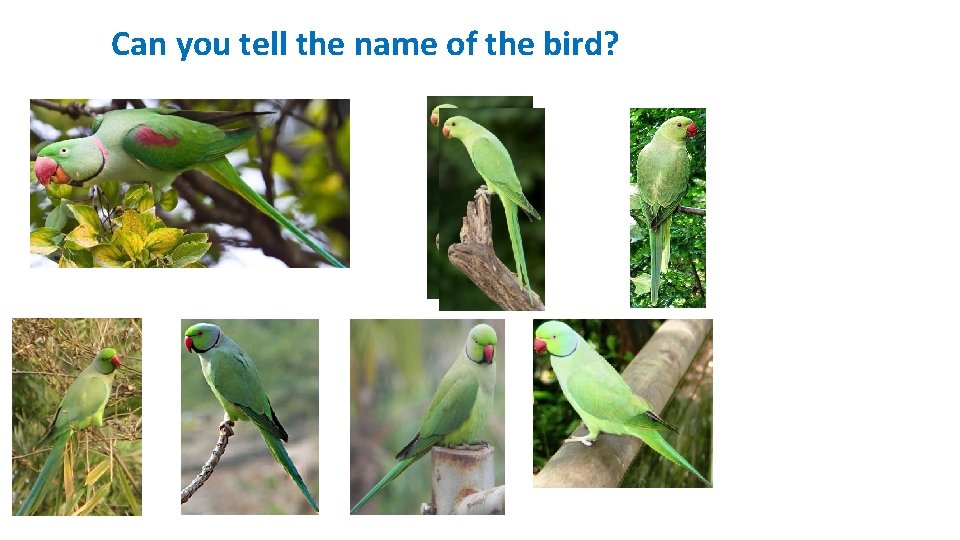 Can you tell the name of the bird? 