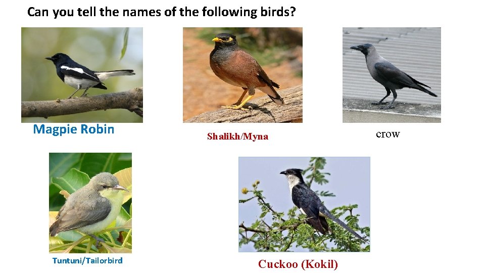 Can you tell the names of the following birds? Magpie Robin Tuntuni/Tailorbird Shalikh/Myna Cuckoo