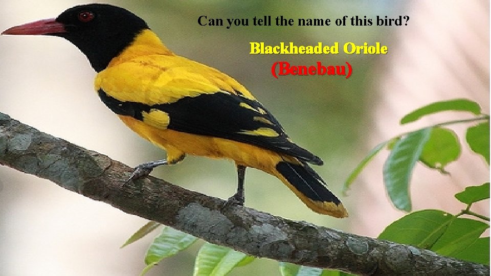 Can you tell the name of this bird? Blackheaded Oriole (Benebau) 