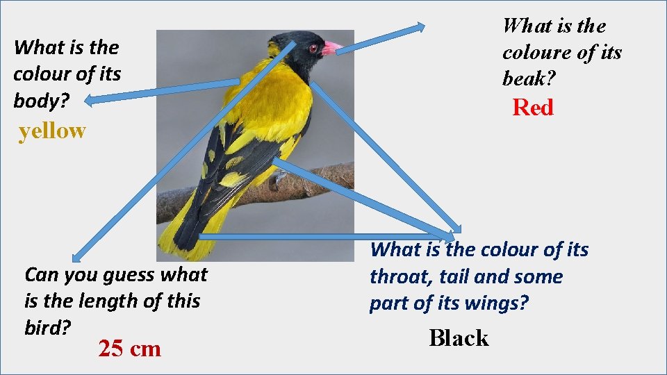 What is the coloure of its beak? What is the colour of its body?