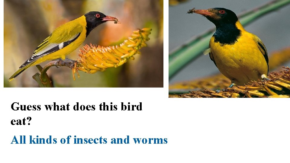 Guess what does this bird eat? All kinds of insects and worms 
