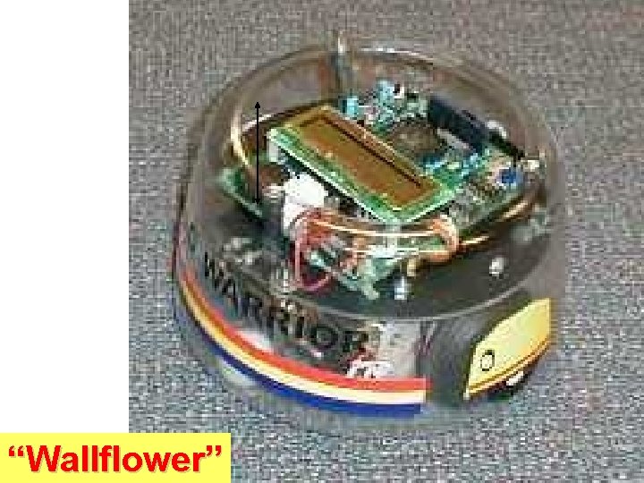 “Wallflower” “Wallflower”