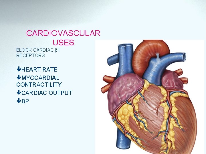 CARDIOVASCULAR USES BLOCK CARDIAC β 1 RECEPTORS HEART RATE MYOCARDIAL CONTRACTILITY CARDIAC OUTPUT BP