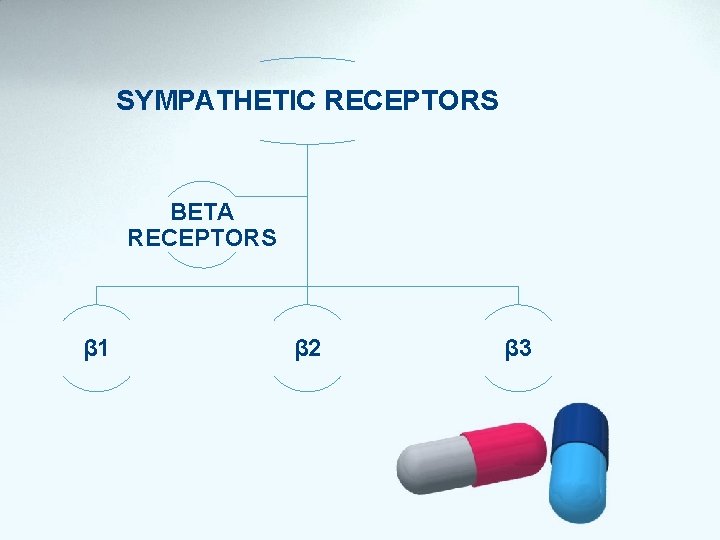 SYMPATHETIC RECEPTORS BETA RECEPTORS β 1 β 2 β 3 