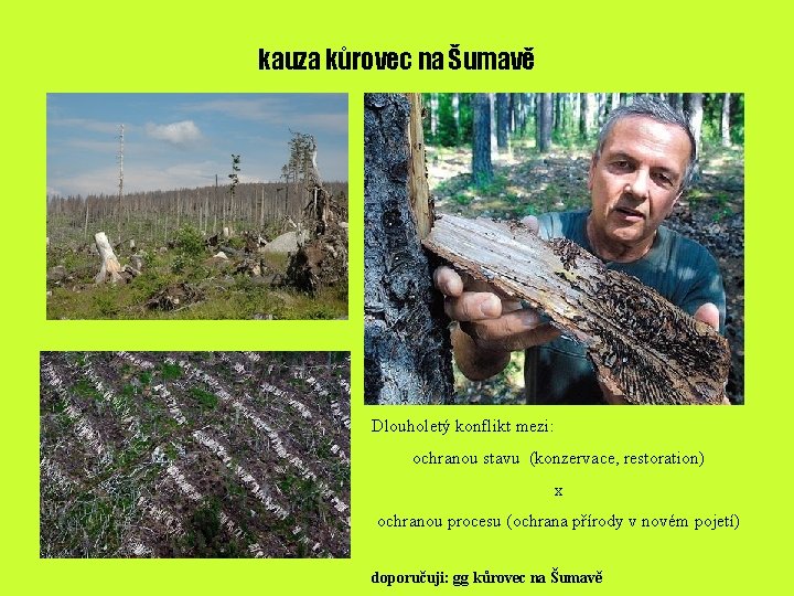 kauza kůrovec na Šumavě Dlouholetý konflikt mezi: ochranou stavu (konzervace, restoration) x ochranou procesu