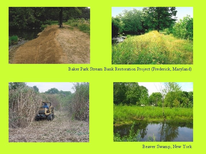 Baker Park Stream Bank Restoration Project (Frederick, Maryland) Beaver Swamp, New York 