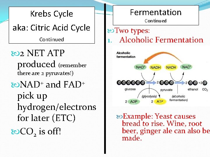 Krebs Cycle aka: Citric Acid Cycle Continued Fermentation Continued Two types: 1. Alcoholic Fermentation