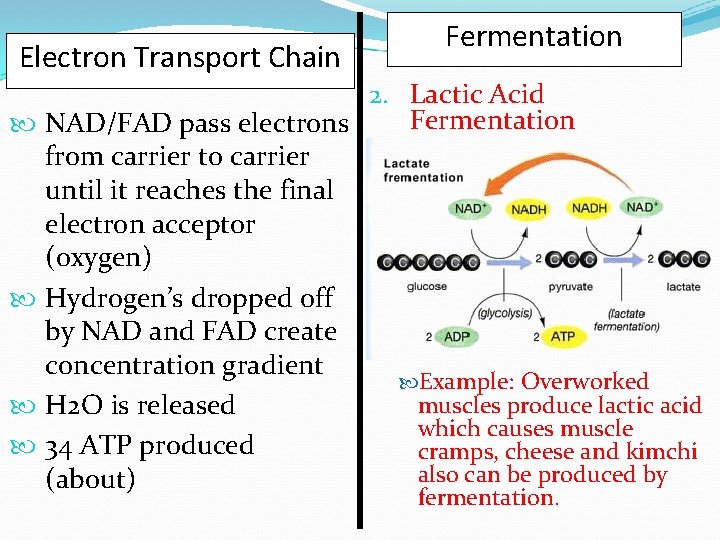 Electron Transport Chain Fermentation 2. Lactic Acid Fermentation NAD/FAD pass electrons from carrier to