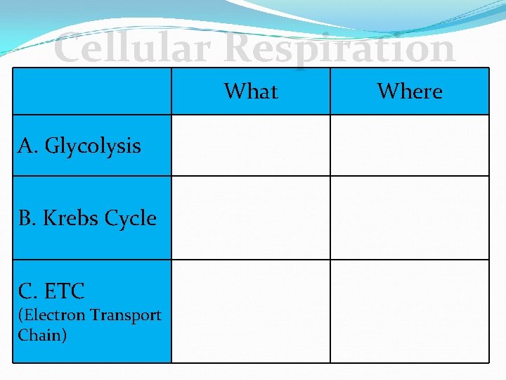 Cellular Respiration What A. Glycolysis B. Krebs Cycle C. ETC (Electron Transport Chain) Where