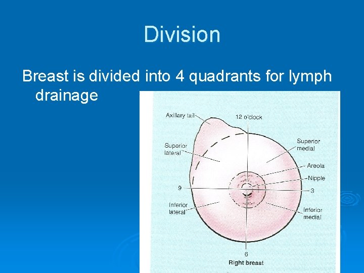 Division Breast is divided into 4 quadrants for lymph drainage 