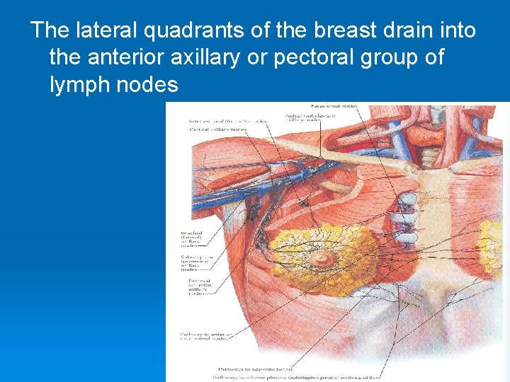 The lateral quadrants of the breast drain into the anterior axillary or pectoral group