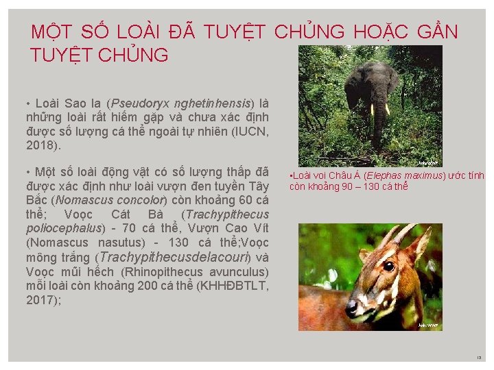 MỘT SỐ LOÀI ĐÃ TUYỆT CHỦNG HOẶC GẦN TUYỆT CHỦNG • Loài Sao la