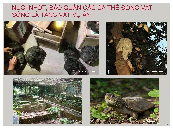 NUÔI NHỐT, BẢO QUẢN CÁC CÁ THỂ ĐỘNG VẬT SỐNG LÀ TANG VẬT VỤ