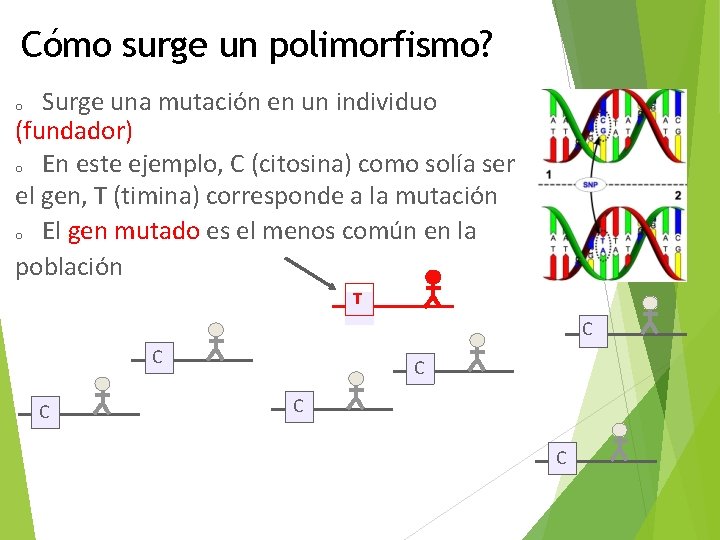 Cómo surge un polimorfismo? Surge una mutación en un individuo (fundador) o En este