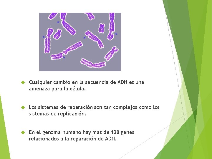  Cualquier cambio en la secuencia de ADN es una amenaza para la célula.