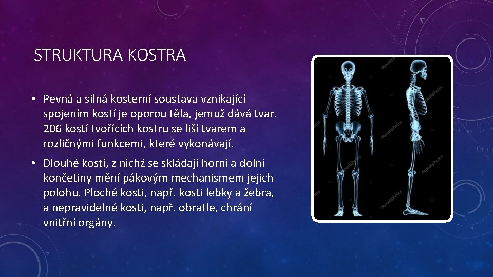 STRUKTURA KOSTRA • Pevná a silná kosterní soustava vznikající spojením kostí je oporou těla,