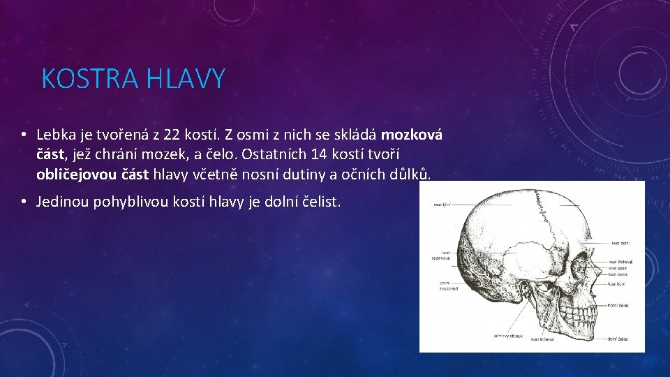 KOSTRA HLAVY • Lebka je tvořená z 22 kostí. Z osmi z nich se