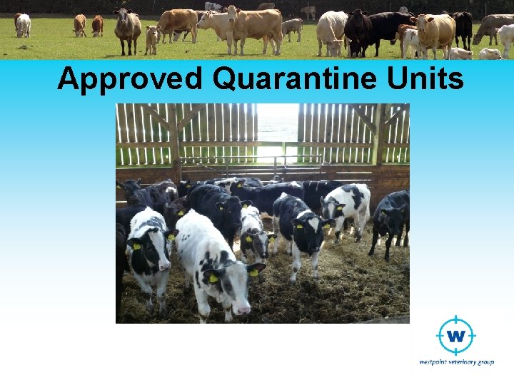 Update on the TB control program and calf