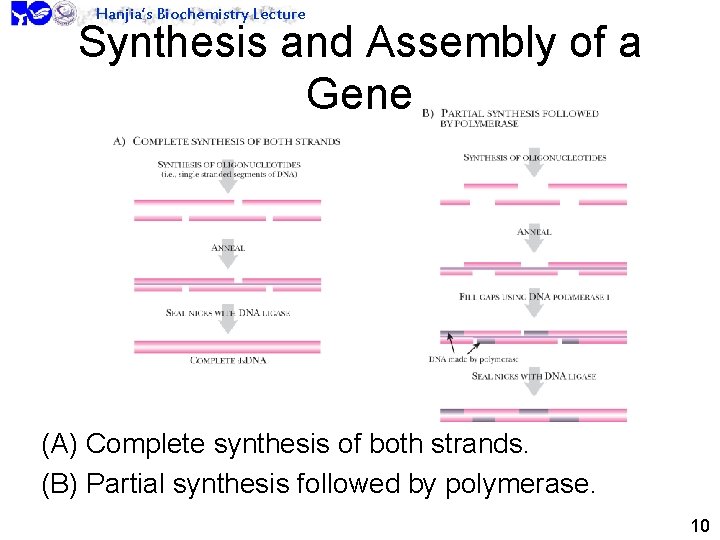 Hanjia’s Biochemistry Lecture Synthesis and Assembly of a Gene (A) Complete synthesis of both