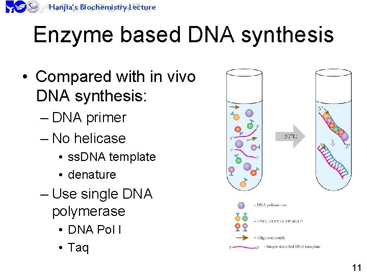 Hanjia’s Biochemistry Lecture Enzyme based DNA synthesis • Compared with in vivo DNA synthesis: