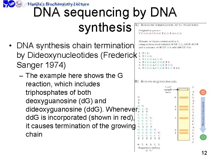 Hanjia’s Biochemistry Lecture DNA sequencing by DNA synthesis • DNA synthesis chain termination by